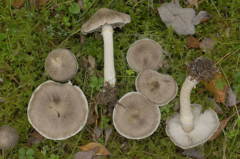 Tricholoma cingulatum